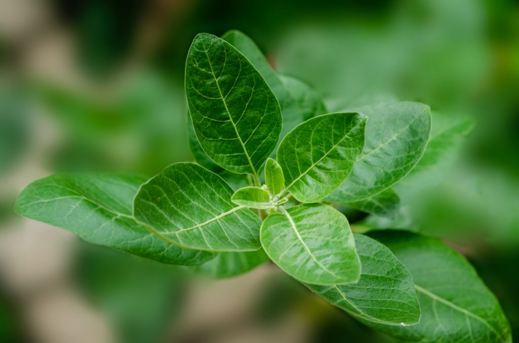 L'ashwagandha, une plante avec plusieurs vertus (ankim Desai)