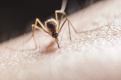 Si les moustiques vous piquent, ce n'est pas pour rien (photo : Jimmy Chan)