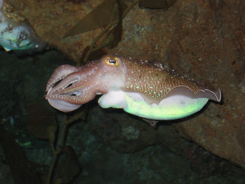 Un calamar communiquant avec ses congénères