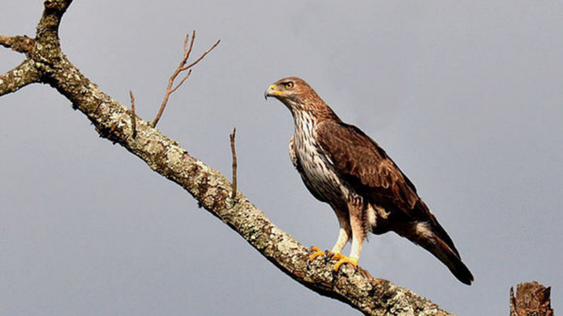 L’Aigle de Bonelli observant les plaines du Gard. Crédit : Armée de Terre